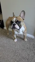 Oakland, a male French Bulldog for sale in Decatur, GA – 8 of 8