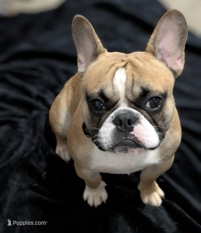 Oakland, a male French Bulldog for sale in Decatur, GA – Photo 1 of 6