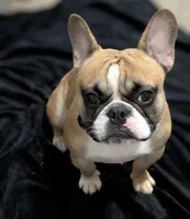 Oakland, a male French Bulldog for sale in Decatur, GA – Photo 1 of 6