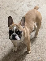 Oakland, a male French Bulldog for sale in Decatur, GA – Photo 4 of 6