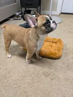 Oakland, a male French Bulldog for sale in Decatur, GA – Photo 5 of 6