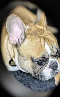 Oakland, a male French Bulldog for sale in Decatur, GA – Photo 6 of 6