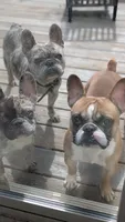 Oakland, a male French Bulldog for sale in Decatur, GA – 3 of 3
