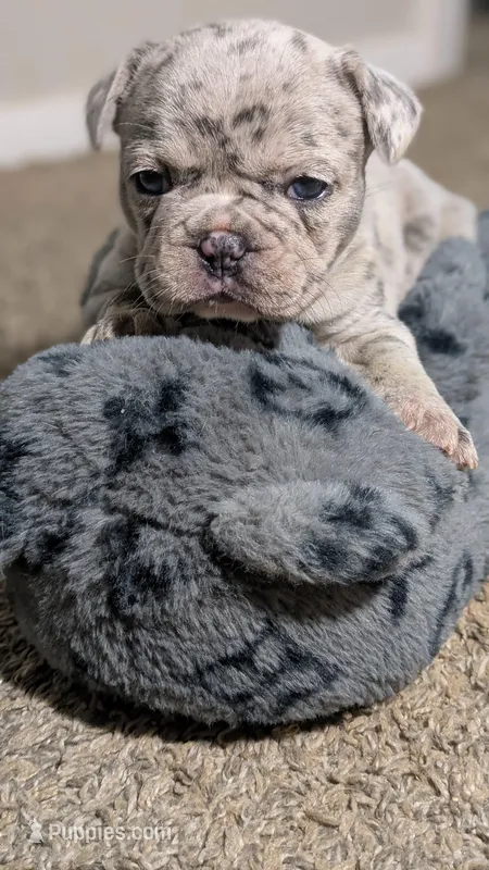 Zeta – French Bulldog puppy for sale in Decatur, GA