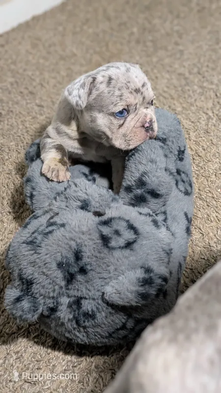 Zeta – French Bulldog puppy for sale in Decatur, GA