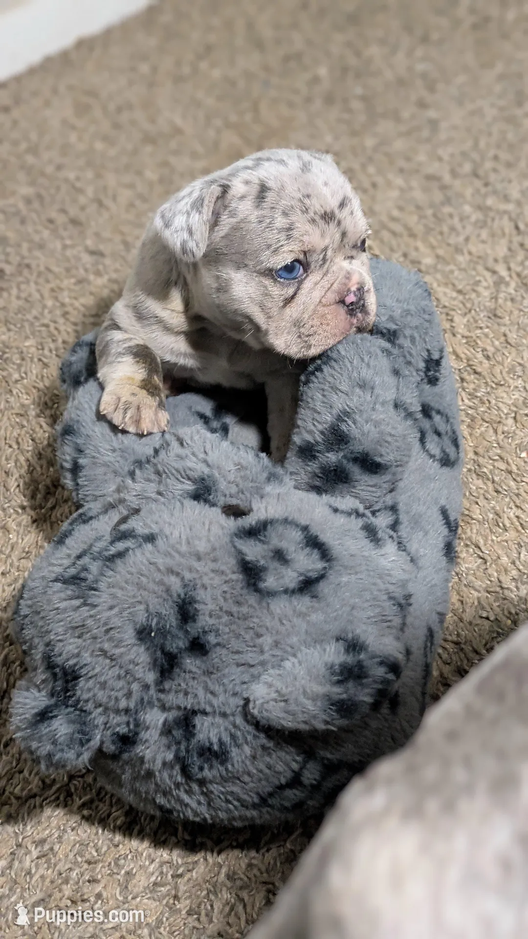 Zeta, a female French Bulldog for sale in Decatur, GA – 1 of 4