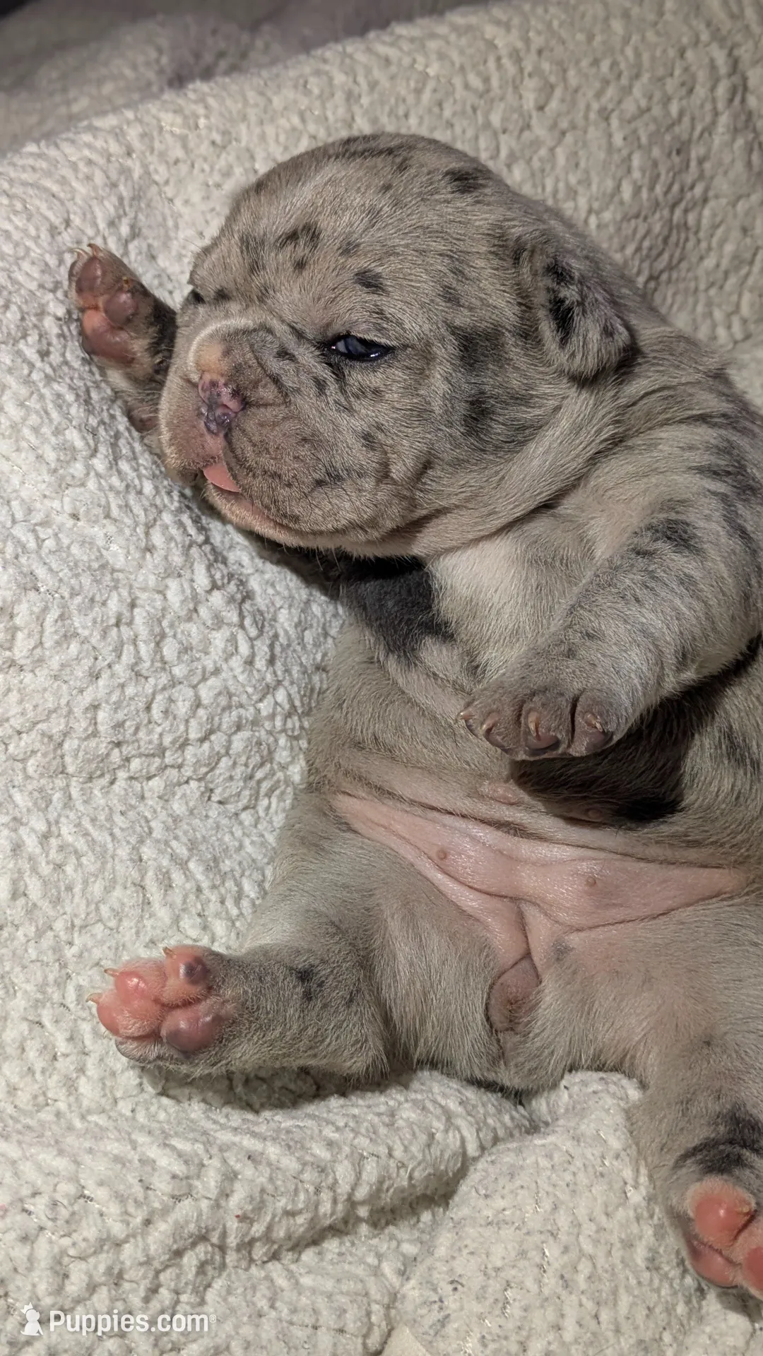 Twin, a female French Bulldog for sale in Decatur, GA – Photo 2 of 2
