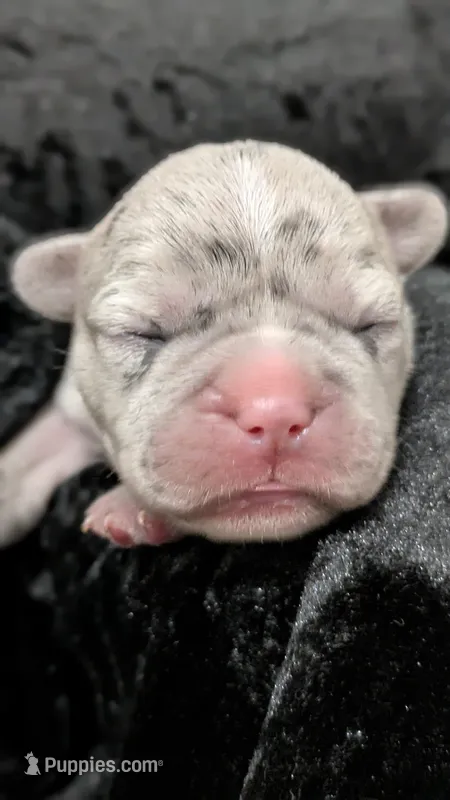 Twin – French Bulldog puppy for sale in Decatur, GA