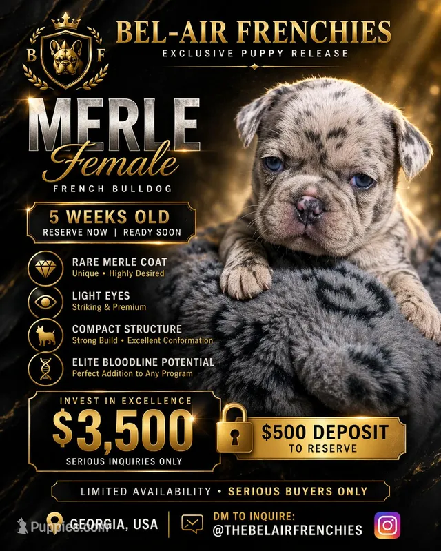 Zeta – French Bulldog puppy for sale in Decatur, GA