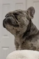 Kali, a female French Bulldog for sale in Decatur, GA – Photo 3 of 6