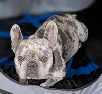 Kali, a female French Bulldog for sale in Decatur, GA – Photo 1 of 6