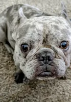 Kali, a female French Bulldog for sale in Decatur, GA – Photo 6 of 6