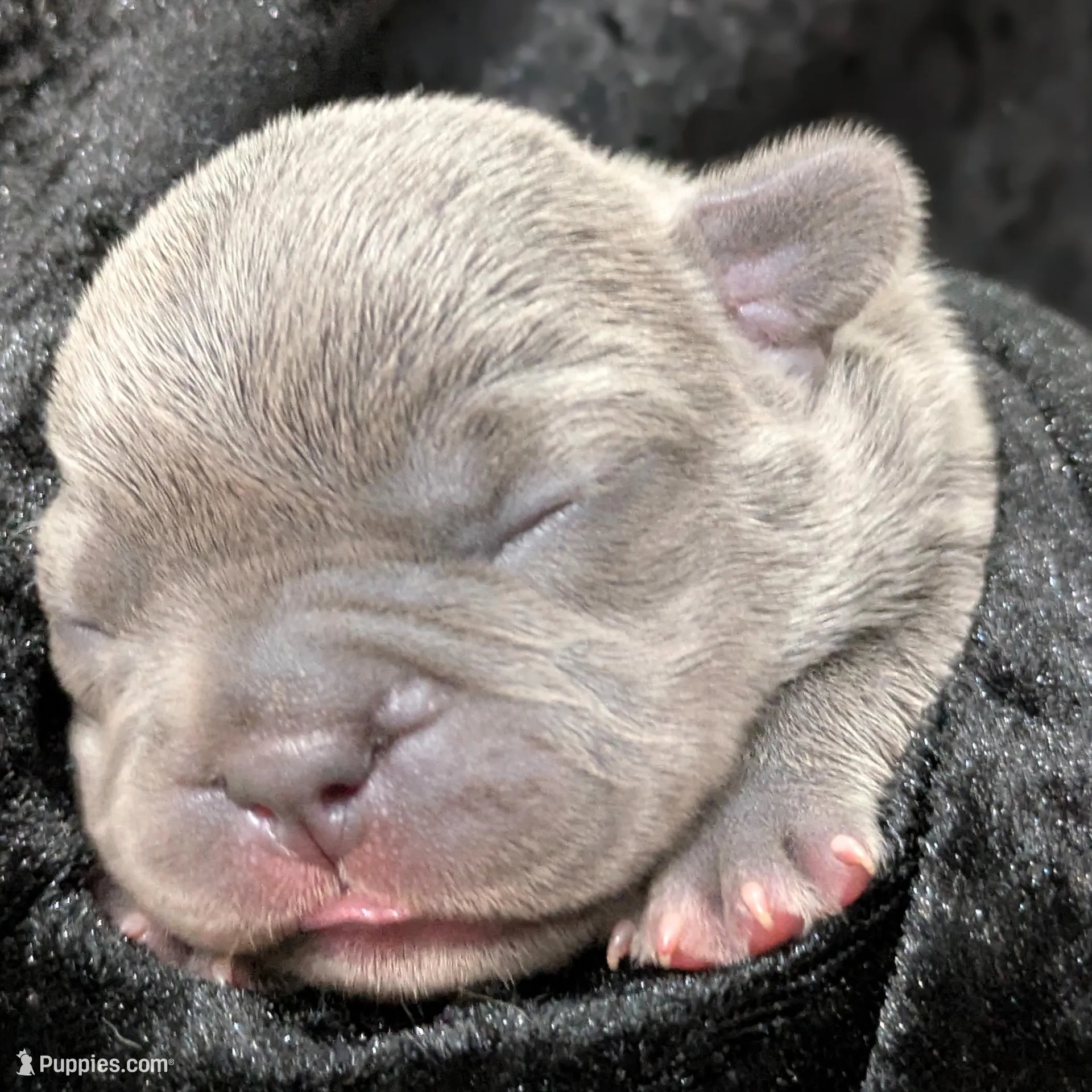 Moana – French Bulldog puppy for sale in Decatur, GA