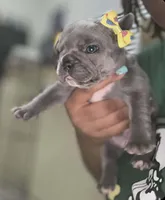 Moana, a female French Bulldog for sale in Decatur, GA – Photo 1 of 4