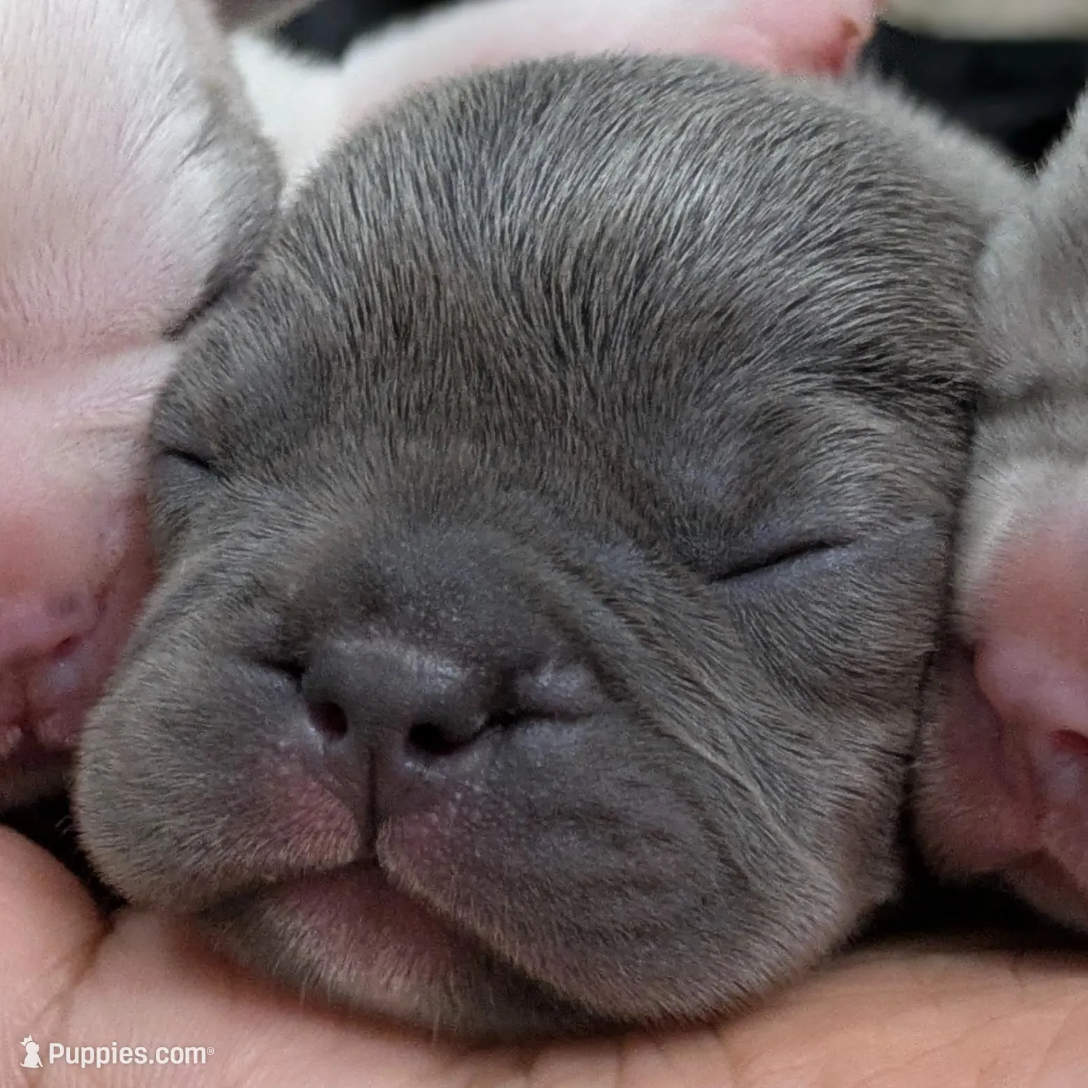 Moana, a female French Bulldog for sale in Decatur, GA – Photo 2 of 2