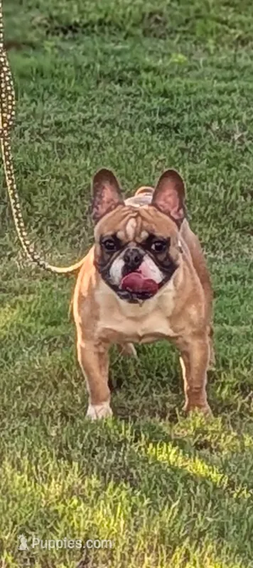 Oakland – French Bulldog puppy for sale in Decatur, GA
