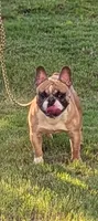 Oakland, a male French Bulldog for sale in Decatur, GA – 1 of 8