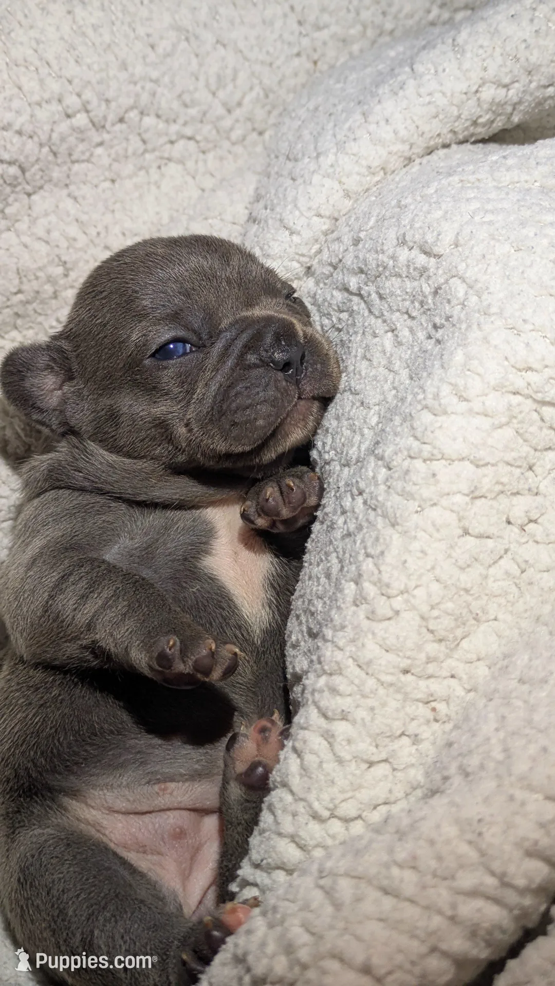 Moana – French Bulldog puppy for sale in Decatur, GA