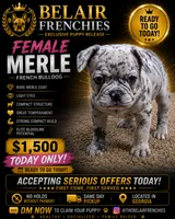 Zeta, a female French Bulldog for sale in Decatur, GA – 4 of 4