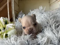 Nilla - Cream Girl, a female French Bulldog for sale in Pensacola, FL – 2 of 4