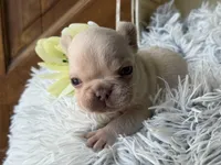 Nilla - Cream Girl, a female French Bulldog for sale in Pensacola, FL – 4 of 4