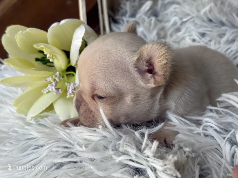 Nilla - Cream Girl – French Bulldog puppy for sale in Pensacola, FL