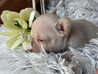 Nilla - Cream Girl, a female French Bulldog for sale in Pensacola, FL – 1 of 4