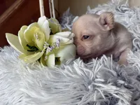 Nilla - Cream Girl, a female French Bulldog for sale in Pensacola, FL – 3 of 4