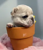 Salix - lilac fawn Merle , a female French Bulldog for sale in Pensacola, FL – 7 of 8