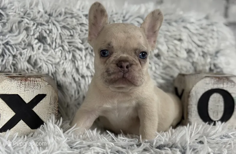 Nilla - Fawn Merle Boy – French Bulldog puppy for sale in Pensacola, FL
