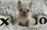Nilla - Fawn Merle Boy, a male French Bulldog for sale in Pensacola, FL – 4 of 8