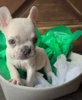 Salix - Merle male , a female French Bulldog for sale in Pensacola, FL – 3 of 8