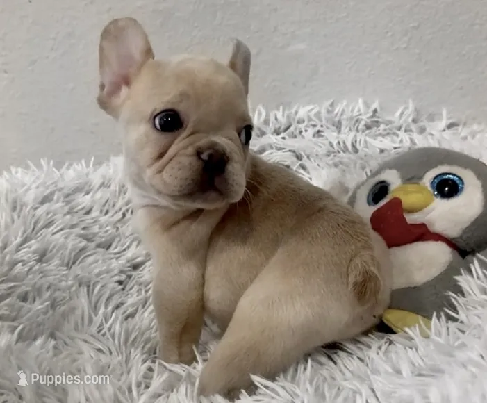 Nilla - Cream Boy – French Bulldog puppy for sale in Pensacola, FL