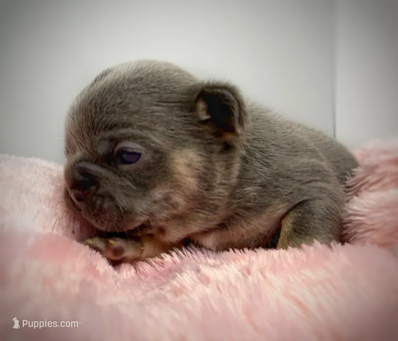 Salix - blue and tan  – French Bulldog puppy for sale in Pensacola, FL