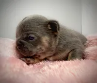 Salix - blue and tan , a female French Bulldog for sale in Pensacola, FL – 1 of 1