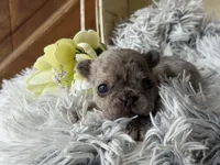 Nilla - Merle Girl, a female French Bulldog for sale in Pensacola, FL – 1 of 3