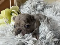 Nilla - Merle Girl, a female French Bulldog for sale in Pensacola, FL – 3 of 3