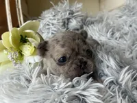 Nilla - Merle Girl, a female French Bulldog for sale in Pensacola, FL – 2 of 3