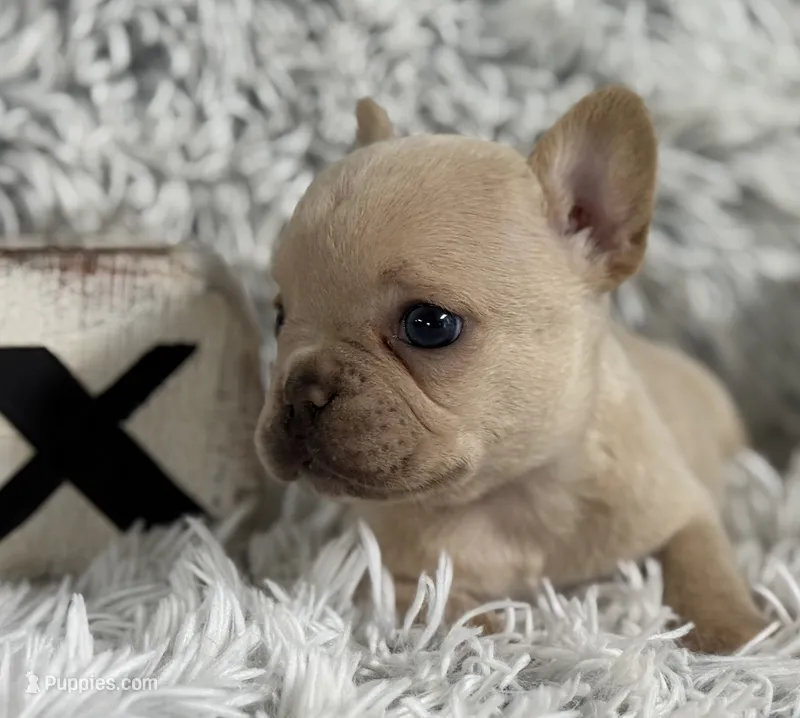 Nilla - Cream Boy – French Bulldog puppy for sale in Pensacola, FL