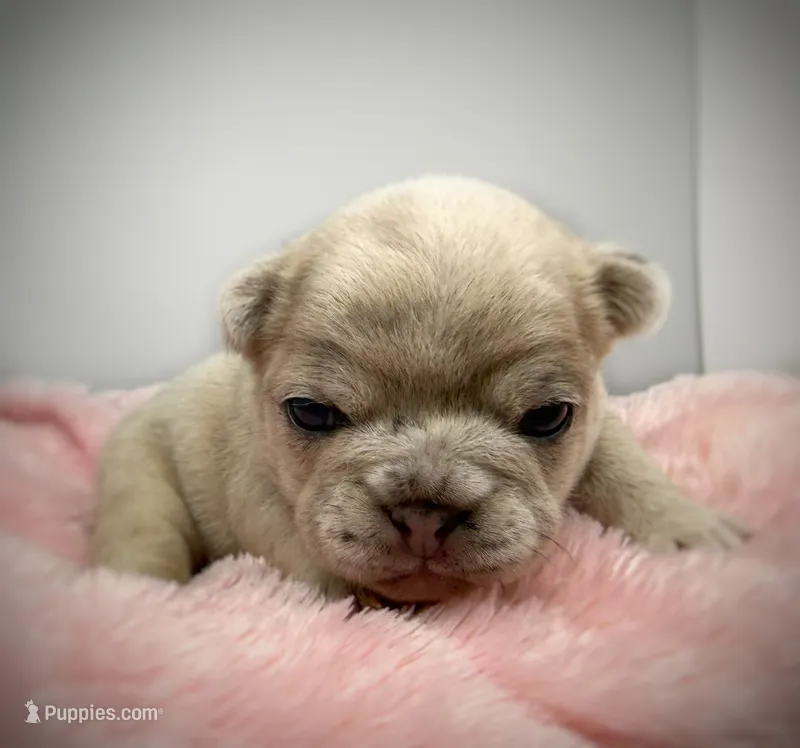 Salix - lilac fawn Merle  – French Bulldog puppy for sale in Pensacola, FL