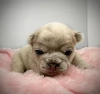Salix - lilac fawn Merle , a female French Bulldog for sale in Pensacola, FL – 1 of 1