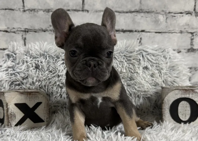 Dallas - Girl – French Bulldog puppy for sale in Pensacola, FL