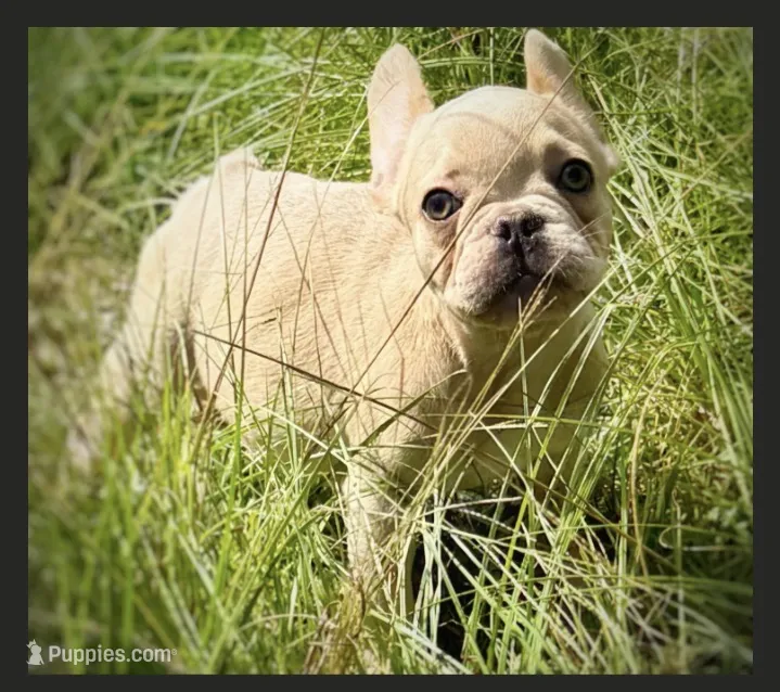 Nilla - Cream Boy – French Bulldog puppy for sale in Pensacola, FL
