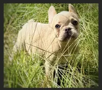 Nilla - Cream Boy, a male French Bulldog for sale in Pensacola, FL – 2 of 10