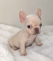 Nilla - Cream Girl, a female French Bulldog for sale in Pensacola, FL – 2 of 7