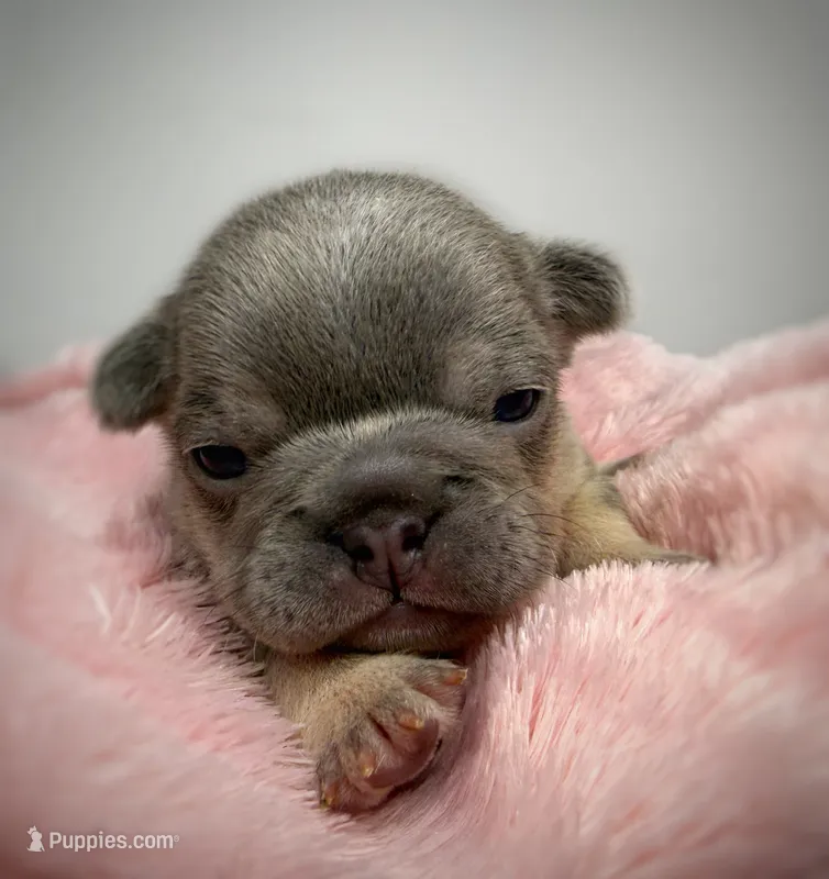 Salix - lilac and tan  – French Bulldog puppy for sale in Pensacola, FL