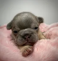Salix - lilac and tan , a female French Bulldog for sale in Pensacola, FL – 1 of 1