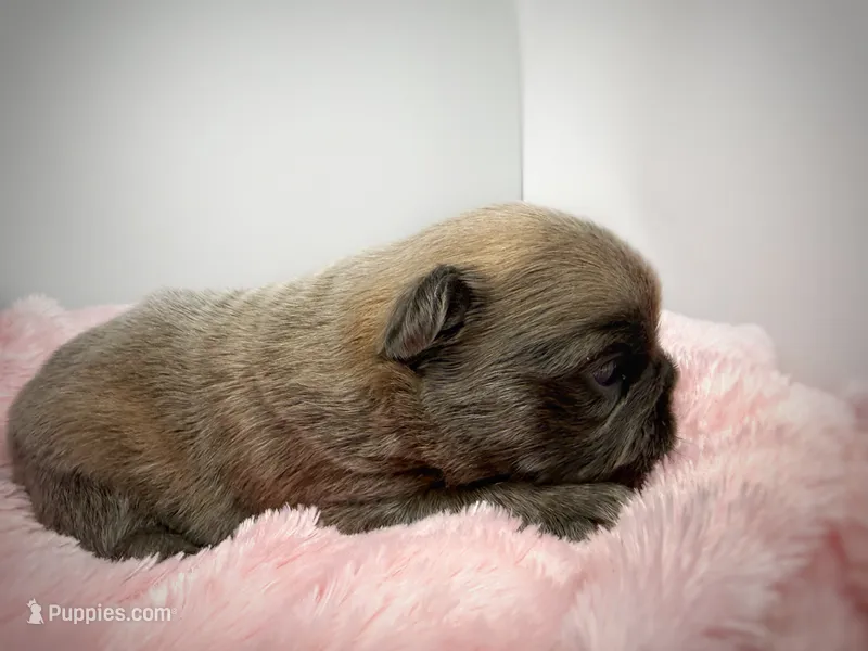 Salix - fluffy  – French Bulldog puppy for sale in Pensacola, FL