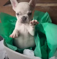 Salix - Merle male , a female French Bulldog for sale in Pensacola, FL – 4 of 8