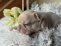 Nilla - Fawn Merle Boy, a male French Bulldog for sale in Pensacola, FL – 4 of 4